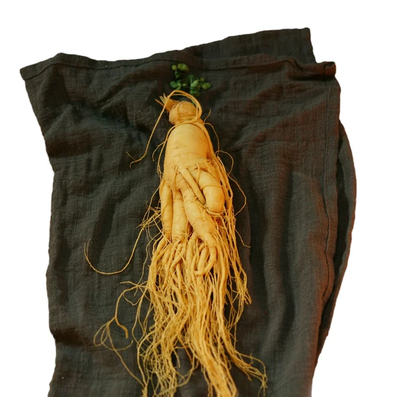 Корень женьшеня в горах Чангбай