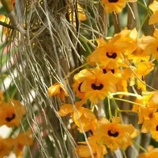 Latest Design Eco-Friendly Natural Shi Hu Dendrobii Extract Powder