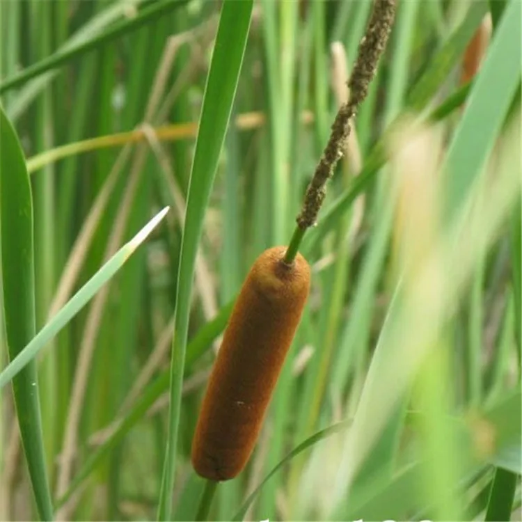 Hot Seller Natural Dried Flower Reed Aquatic Plant Decoration