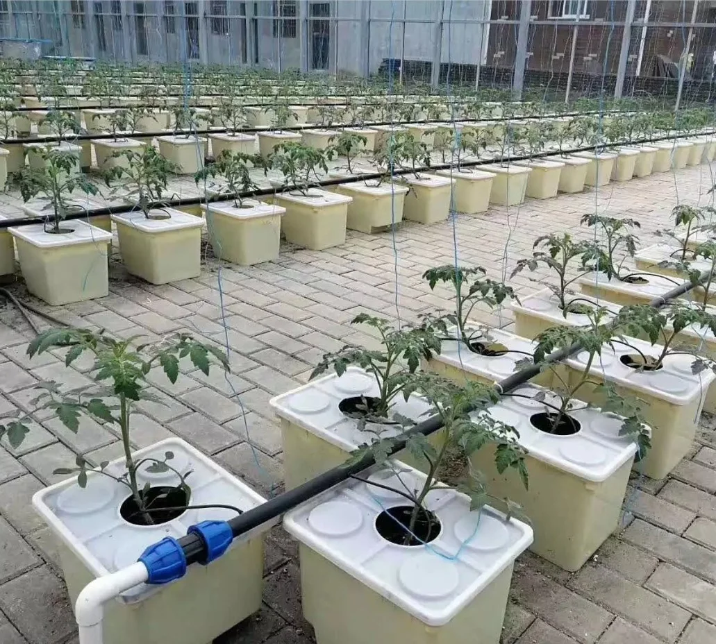 Dutch Bucket Hydroponic system.JPG