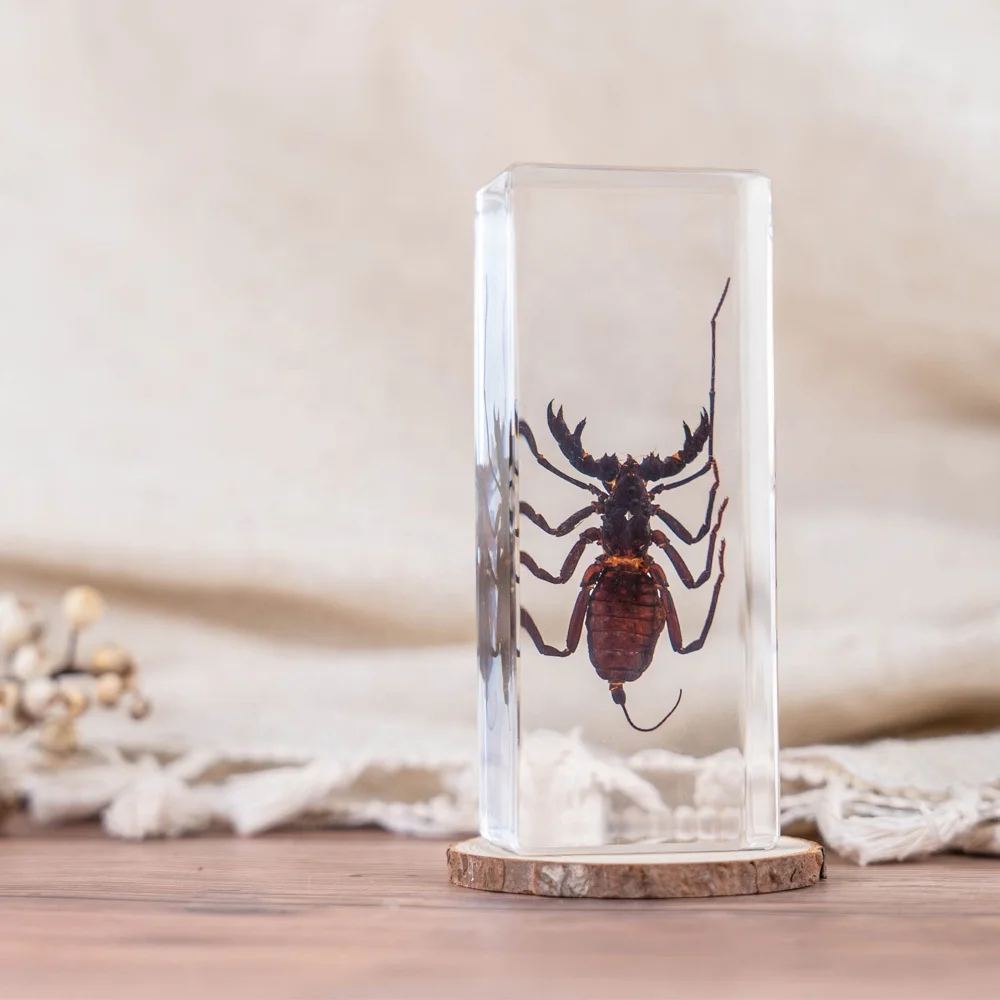 Transparent Amber Insect Specimen in Resin Teaching Resource Spider & Scorpion Epoxy Insect Gift Idea