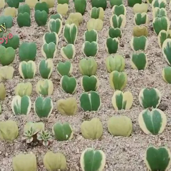 
factory direct selling mini bonsai plants heart hoya succulent for indoor home decoration 