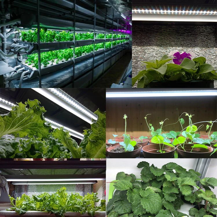 Тепличное оборудование садоводство microgreens Светодиодная лента освещение для выращивания растений пластиковые
