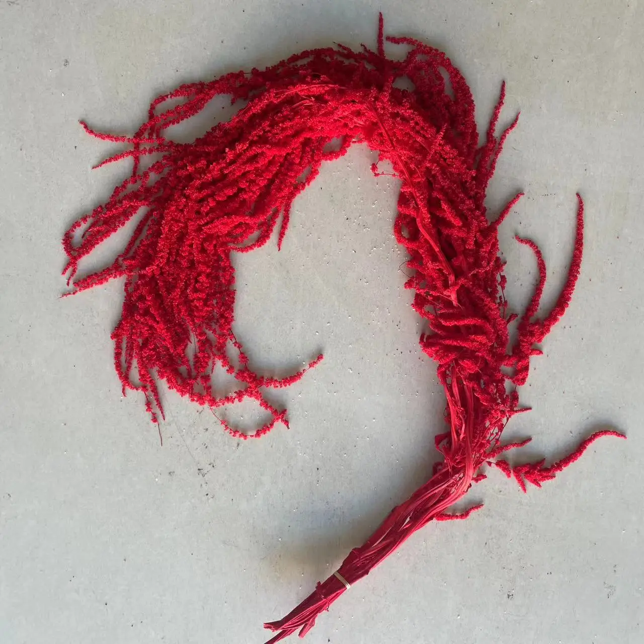 `Everlasting Preserved Amaranth Hot Selling Eternal Amaranthus spp Flower Hang Flowers