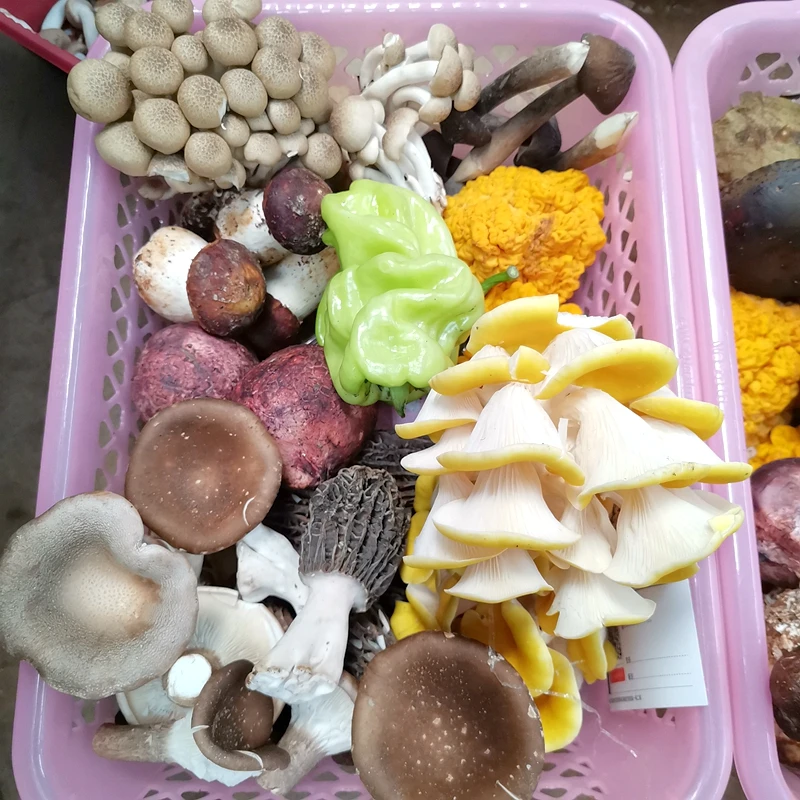 Dry wild mushroom combination 10 kinds of wild truffle beef liver matsutake chicken fir lamb belly