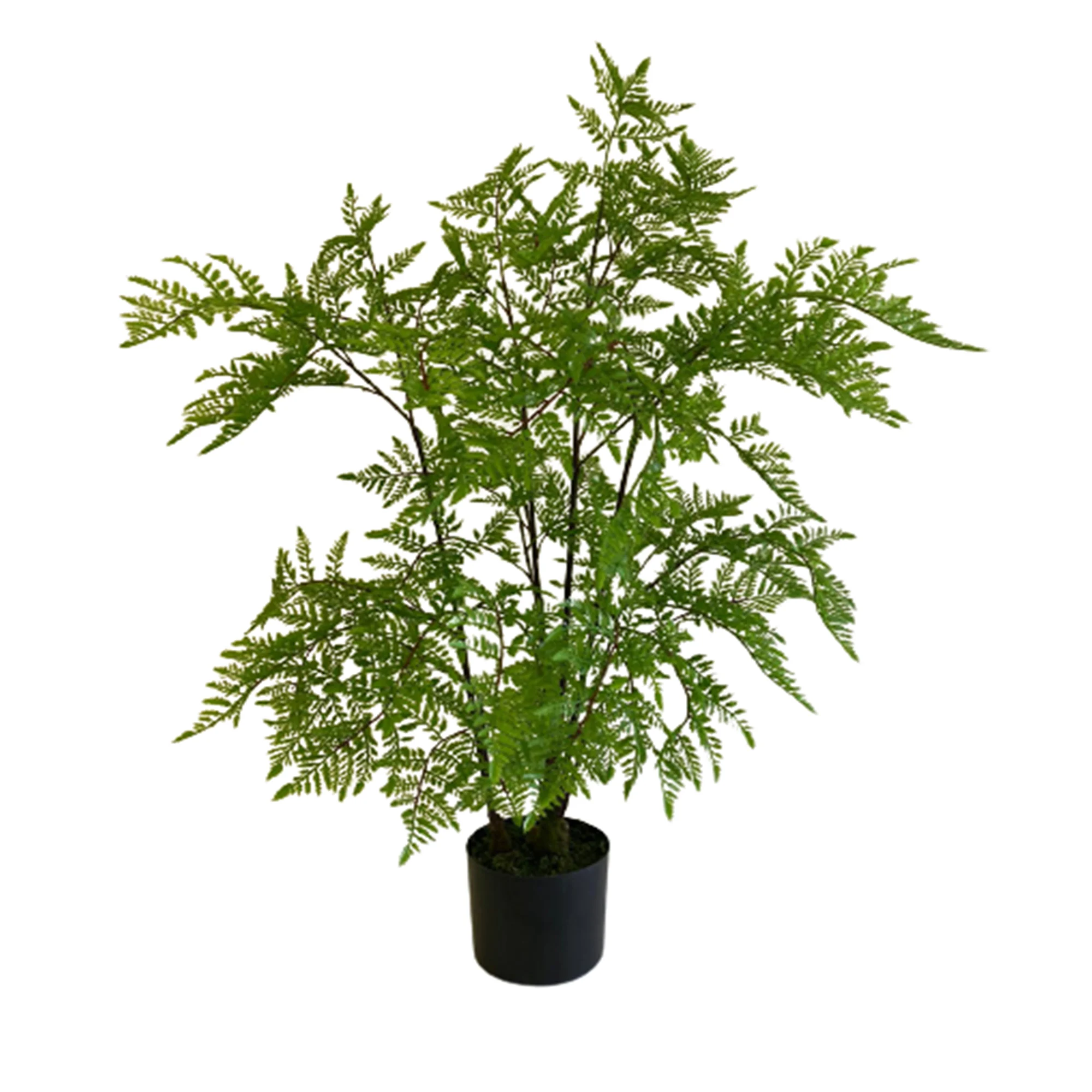 Элегантное излучающее зеленое растение в классическом черном горшке-идеально подходит для придания природы вашему пространству