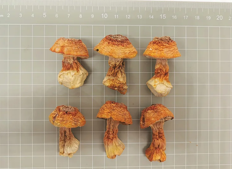 Factory Price Natural Best Quality Dried Agaricus Blazei  Organic Agaricus Blazei Wild Mushrooms