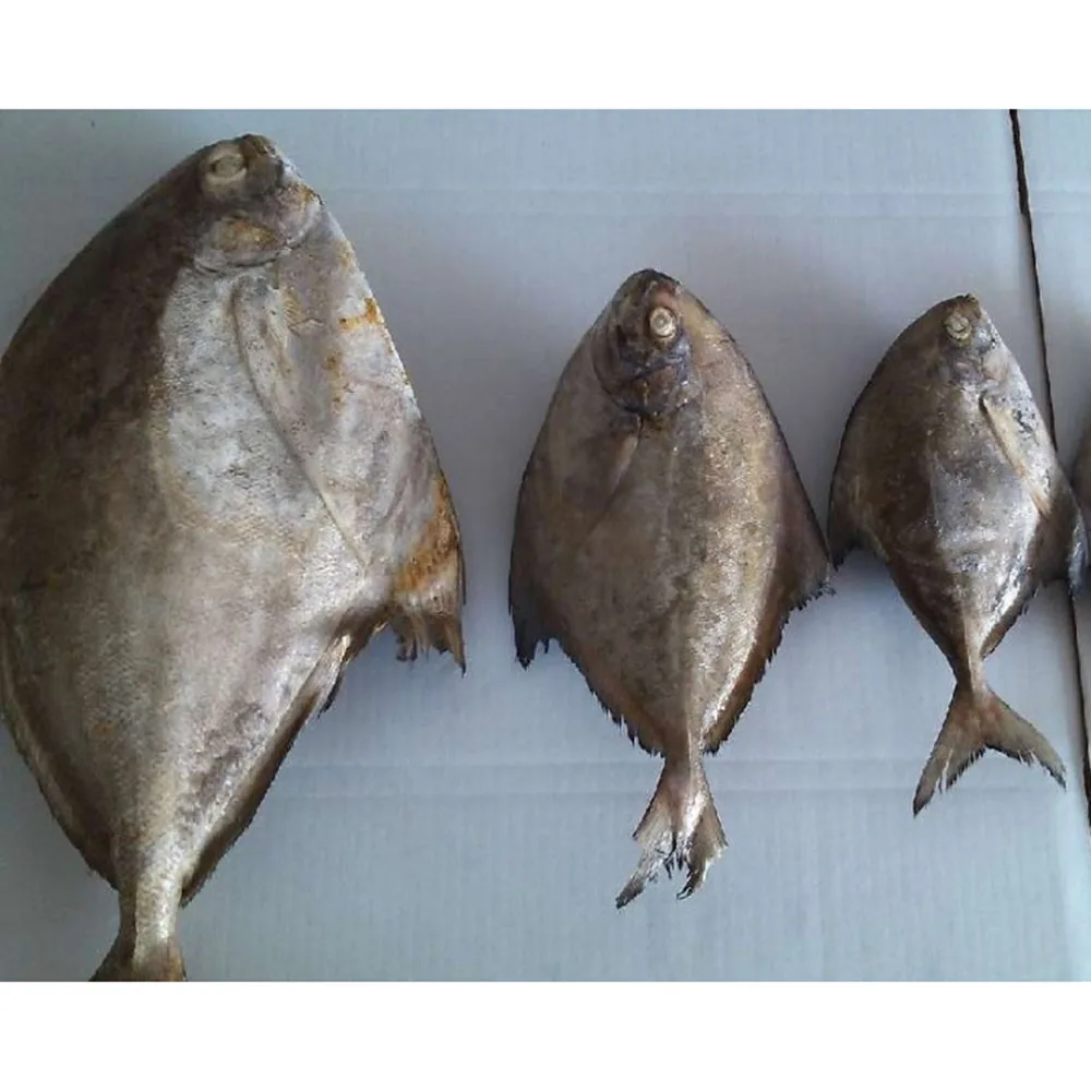 frozen pomfret fish frozen black pomfret price frozen black pompano fish