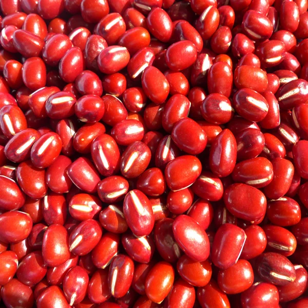 Organic adzuki bean  Organic small red bean Organic azuki bean