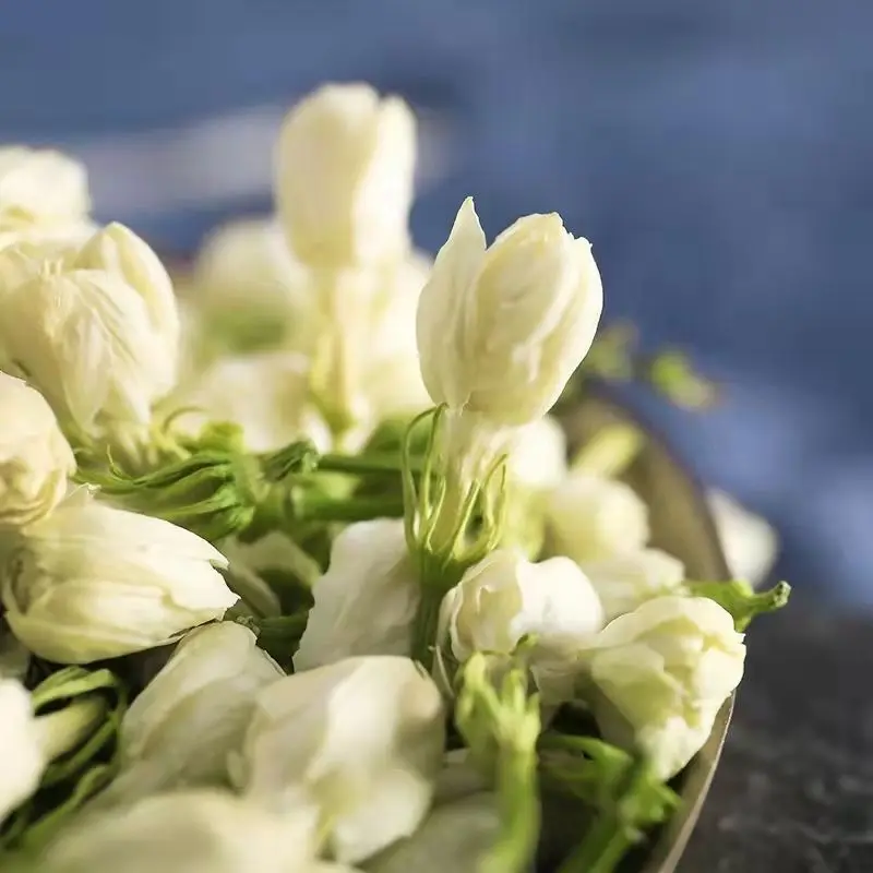 BXH China Jasmine manufacturers customized dried nature jasmine tea brand flowers natural flavour tea jasmine for coffee