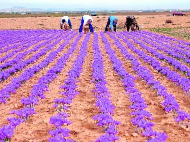 wholesale price of buy pure bulk organic premium kilogram SPANISH SAFFRON tea per kg exporter supplier