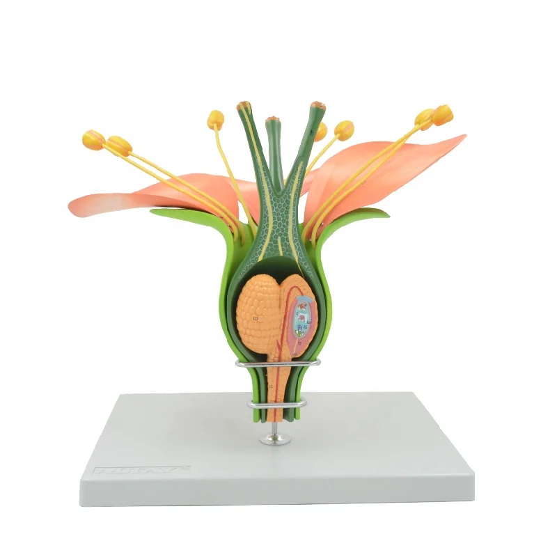 Hermaphrodite Dicot Flower Model Plant Anatomical Model Detachable Biological Teaching Resources Educational Equipment Sciences