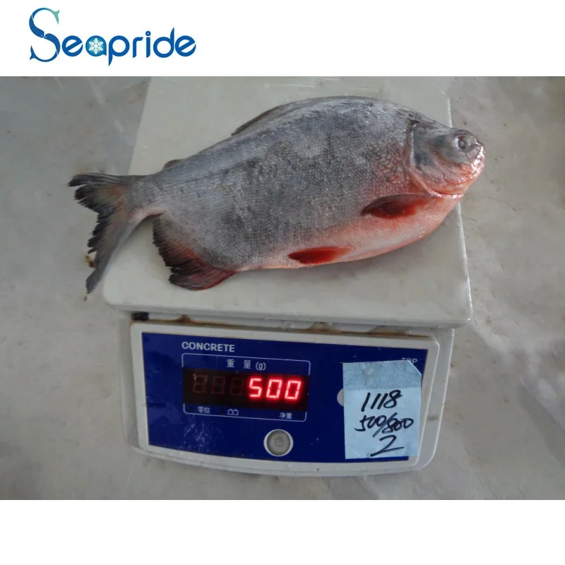 frozen silver pomfret