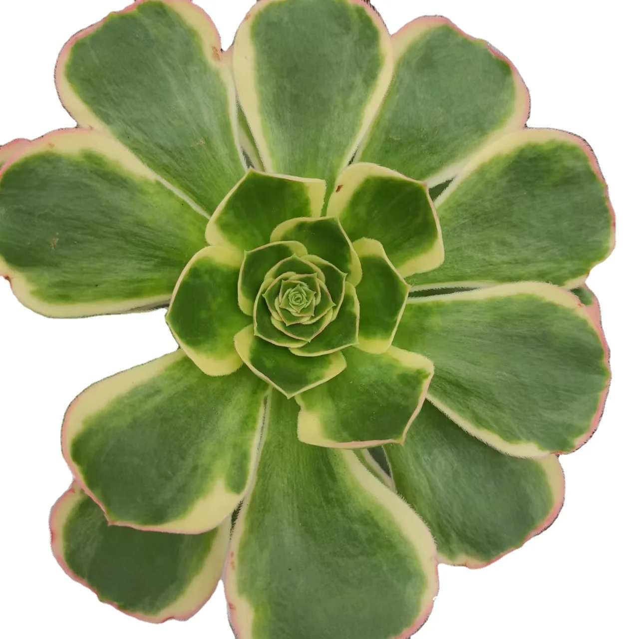 ON015  Aeonium Green Rose Wholesale Customized Mini Artificial Succulent plants Pots For out door echeveria