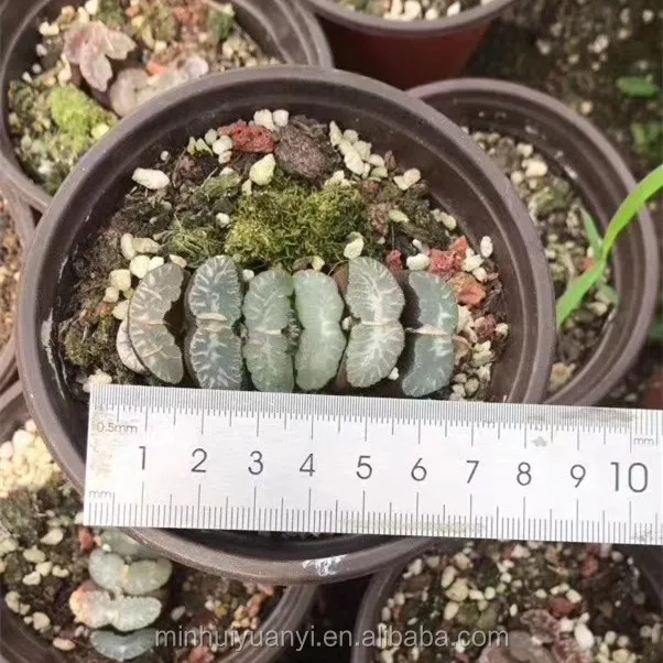 Live Plant  Haworthia spelunca regem Decor for Nursery Real Natural Indoor Outdoor Plants