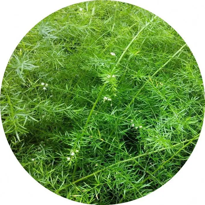 Functional Proportional Herbal Spartacus Asparagus Shatavari Extract Powder