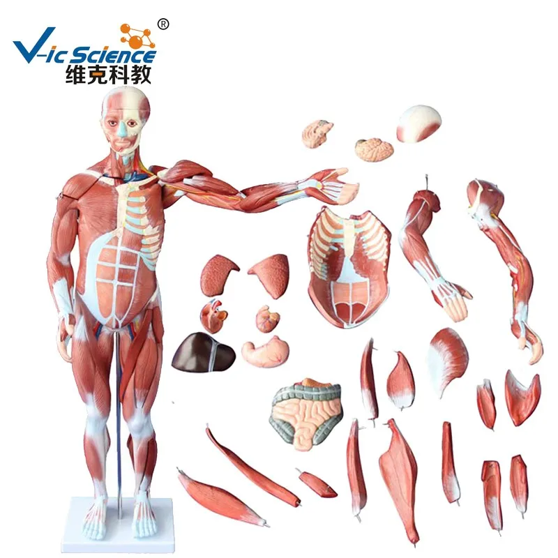 80cm human muscles model male (27 parts) medical teaching aids model enovo medical model