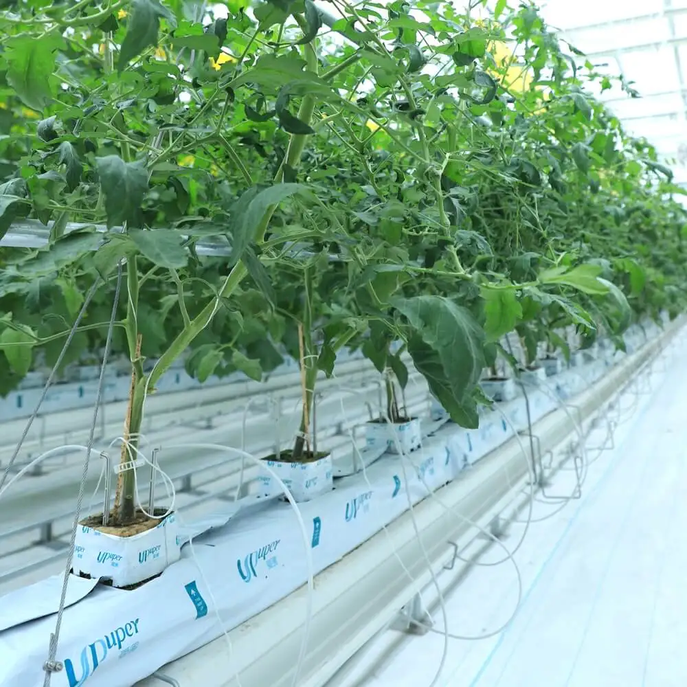 UPuper agricultural greenhouses 4 inches hydroponics rock wool block tomato growing