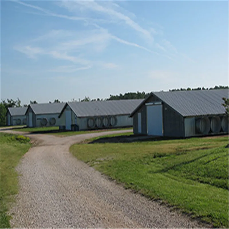 Сборные стальные конструкции бройлеров разведение птицефабрика сарай дома дизайн