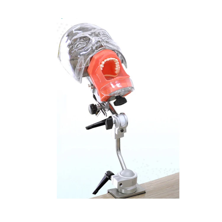 Dental head model simple dental head model simple model of dental head
