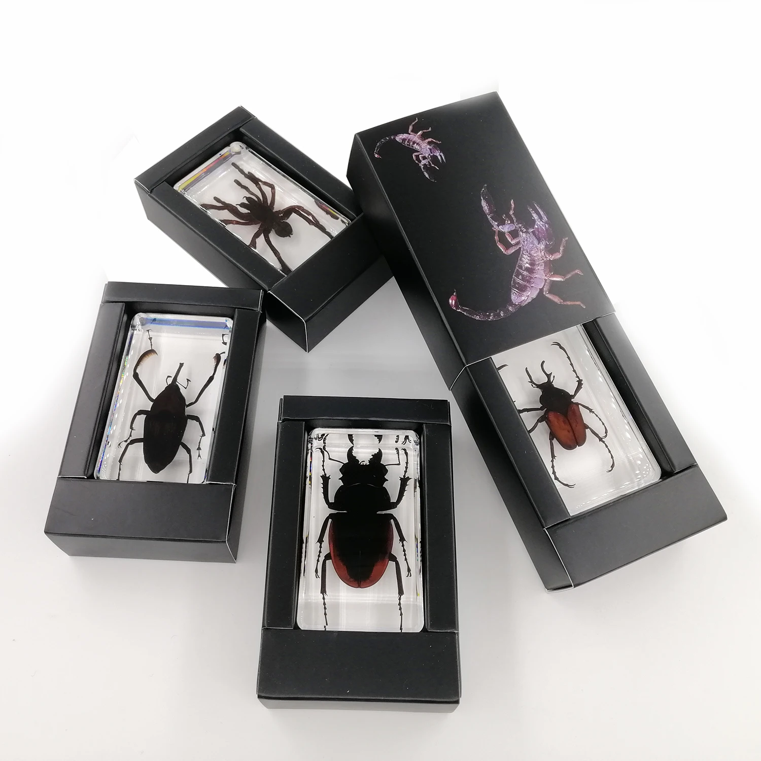 Science study epoxy resin pest insect educational equipment for kids children toys