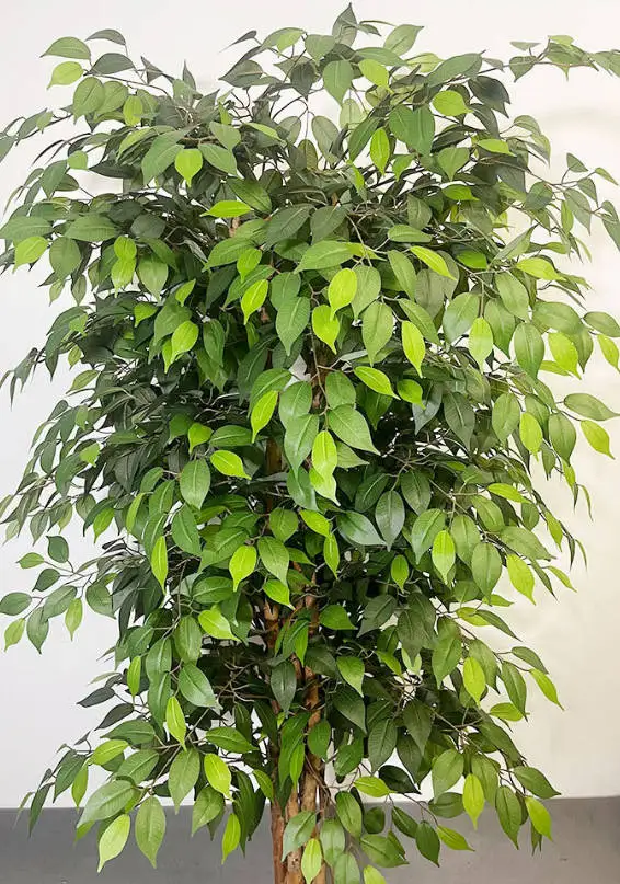 Factory Wholesale Artificial Banyan with Natural Trunk Realistic Silk Banyan Leaves  Artificial Plants for Home Indoor Decor