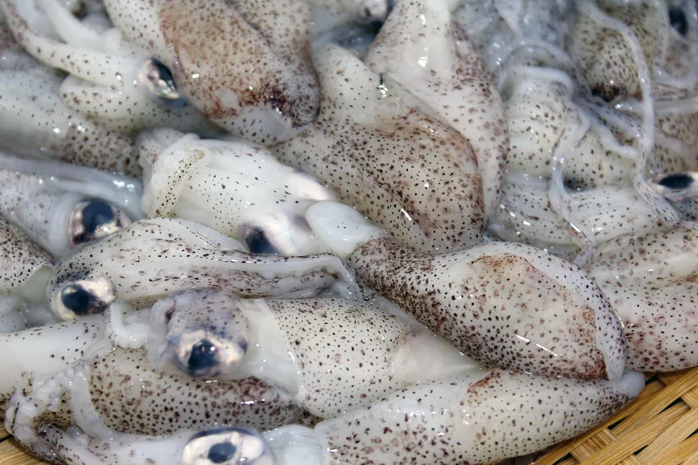 
seafood Frozen squid 5-7cm loligo Whole Round baby squid 