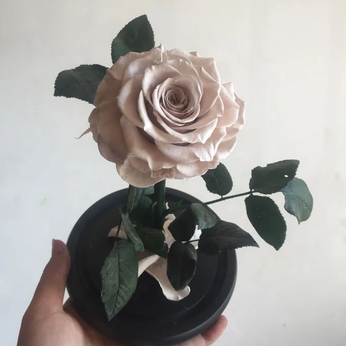 
natural preserved real rose in glass dome as gifts for valentine day 