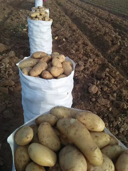 Высококачественный свежий Египетский картофель китайский горячая