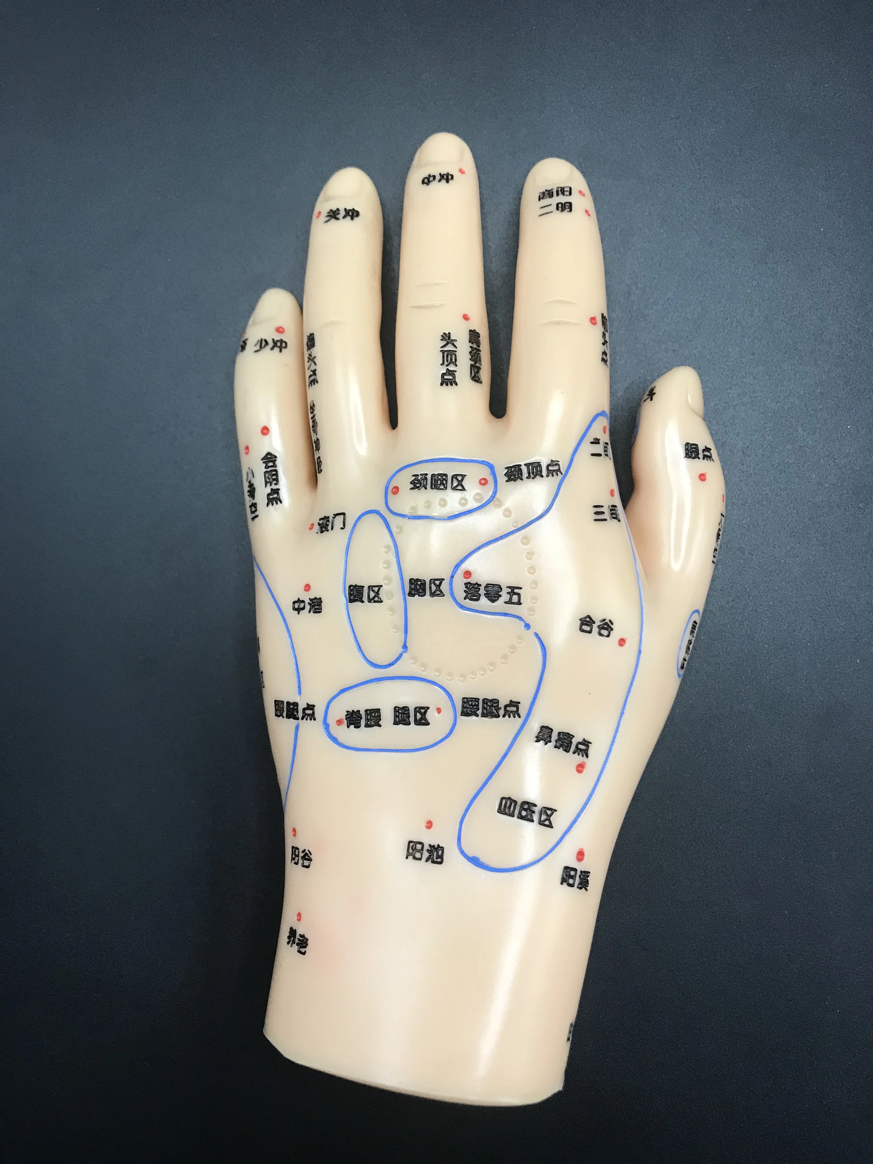 Chinese Medicine Acupuncture Massage Acupuncture  learn human Medical teaching  Hand Foot Ear Model