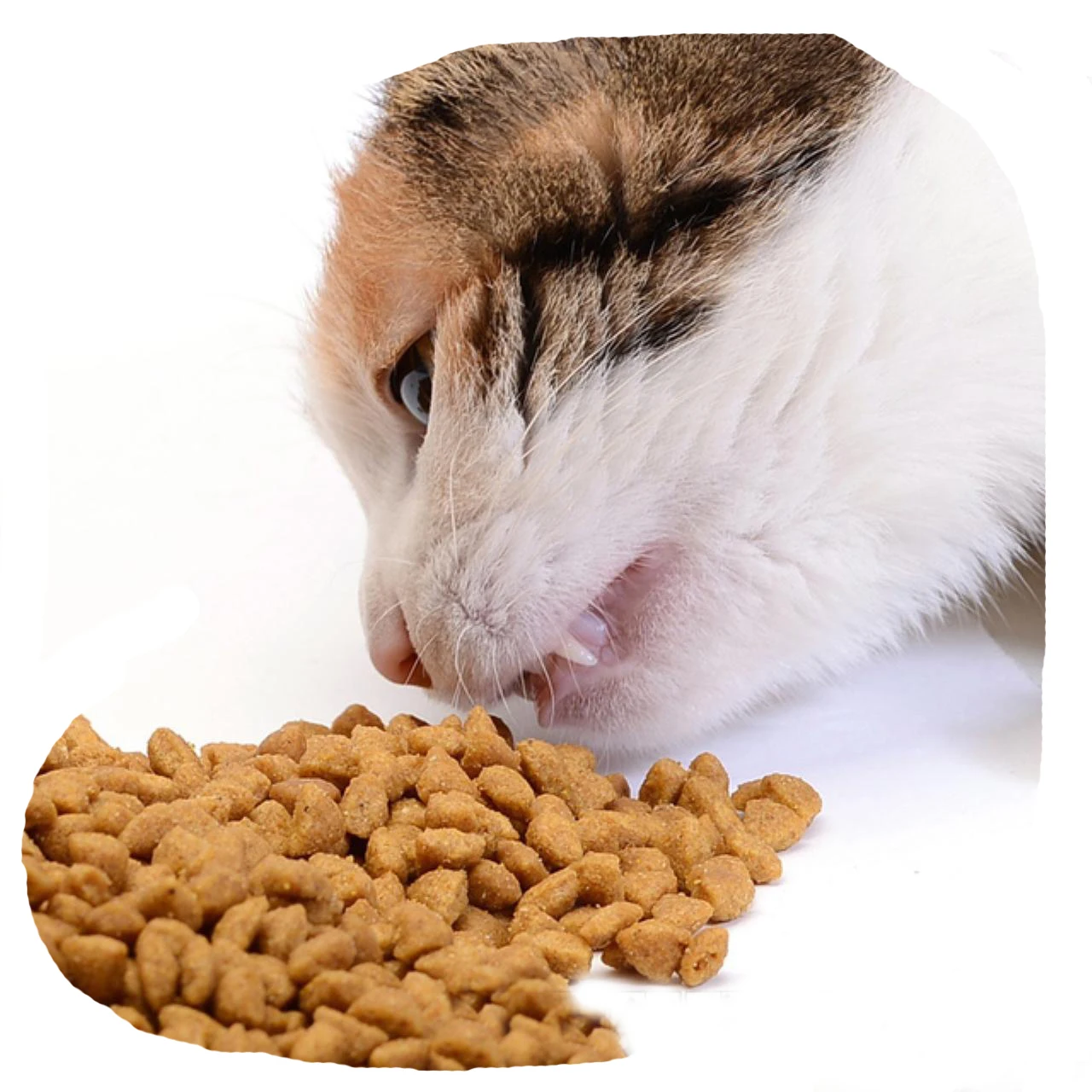 Самая продаваемая для пищевых продуктов с высоким содержанием белка кошачьей еды любимчика
