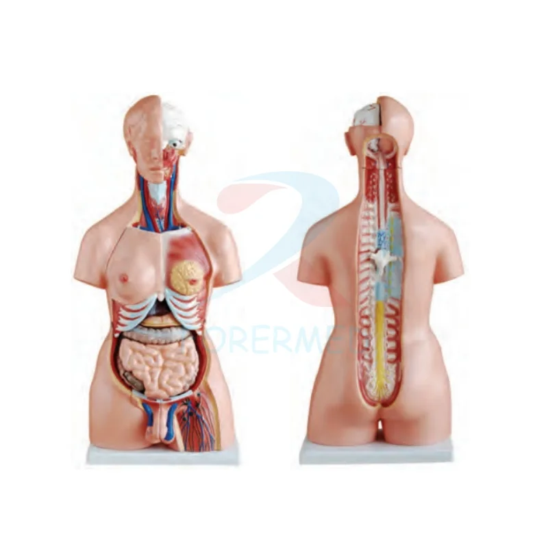 Medical Anatomical Model Torso Series 85CM Unisex Torso 23 Parts Half Detachable Torso Model