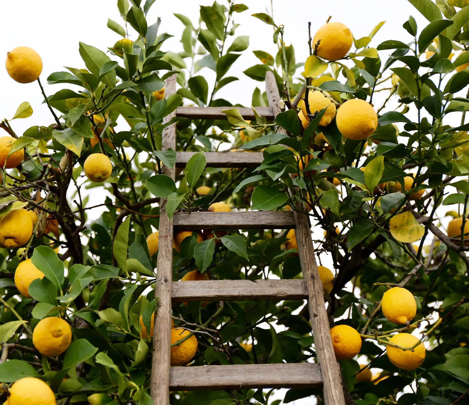 High Quality Fresh Orange Clementine Mandarins and Lemon Try Top Quality for the Best Breakfast