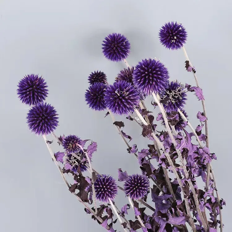 INS most popular colorful echinops preserved blue planet Eryngium  dried flowers and plants for wedding home decoration