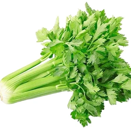 Crop 2023 fresh celery factory low price celery green vegetable celery