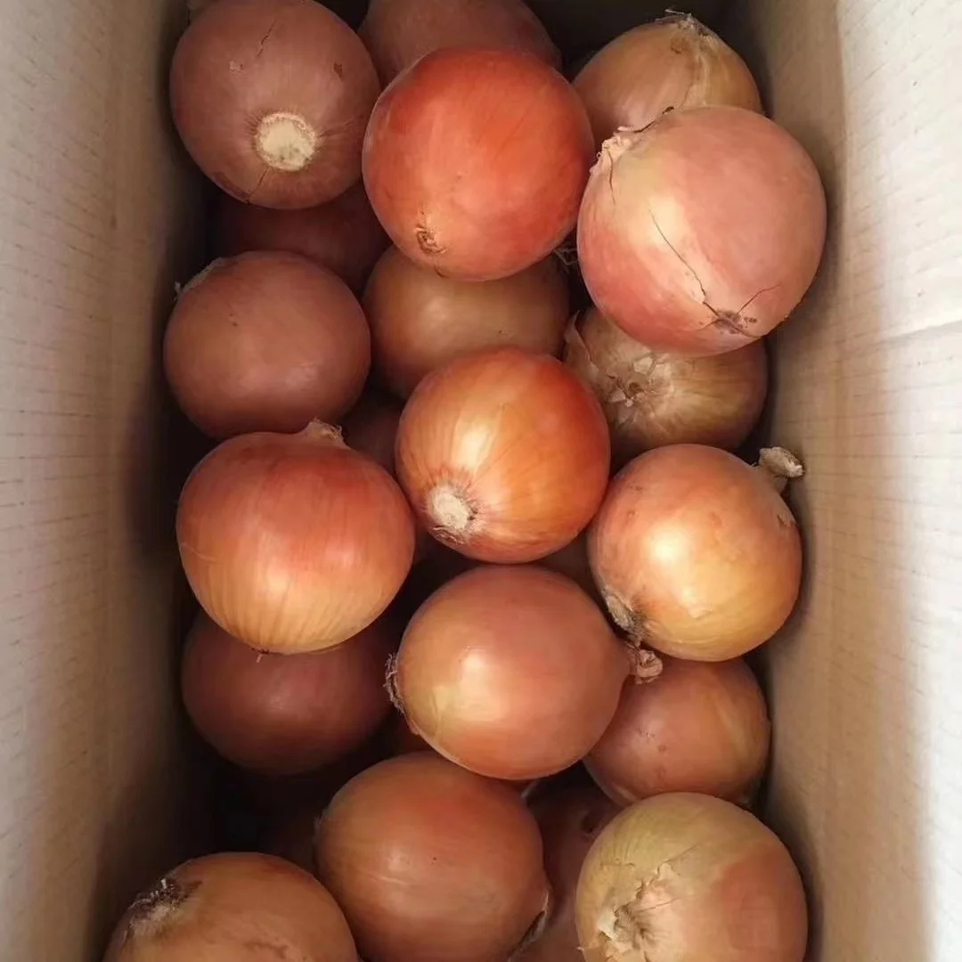 High Quality Fresh Yellow Onion/ Red Onion with cheap price per ton from JUFU onion seeds - New harvest