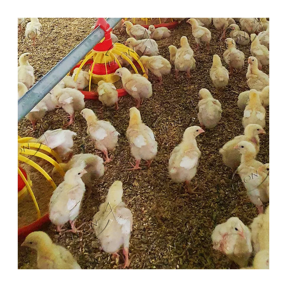 Cheap price chickens bird farm for sale in philippines and indonesia