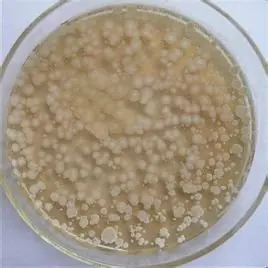 runyu supply bacillus subtilis fungicide/ kopen bacillus subtilis /buy bacillus subtilis