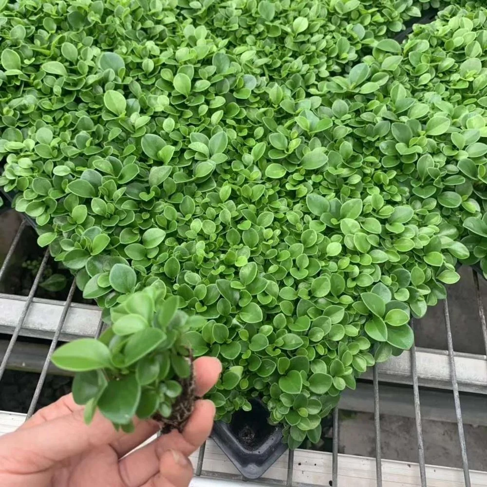 Рассада для выращивания тканей, перцовая кукуруза