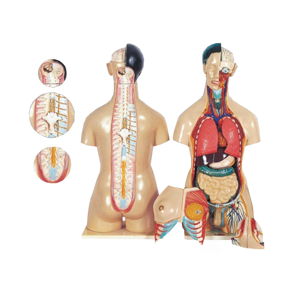 Durable in use muscles body anatomical model of viscera human organ model