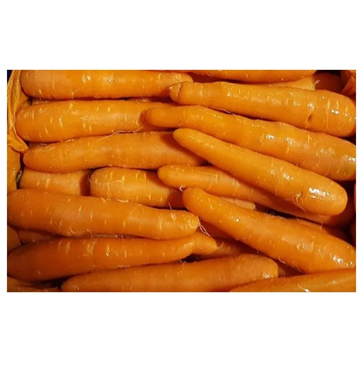HOT SELLING PREMIUM QUALITY SOUTH AFRICA FRESH CARROTS FOR WHOLESALE