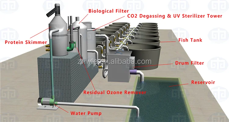 Prawn Farm System Us Farm Raised Tilapia,Tilapia Fish Hatchery Automated Fish Farm,Agricultural Equipment Fish Farm