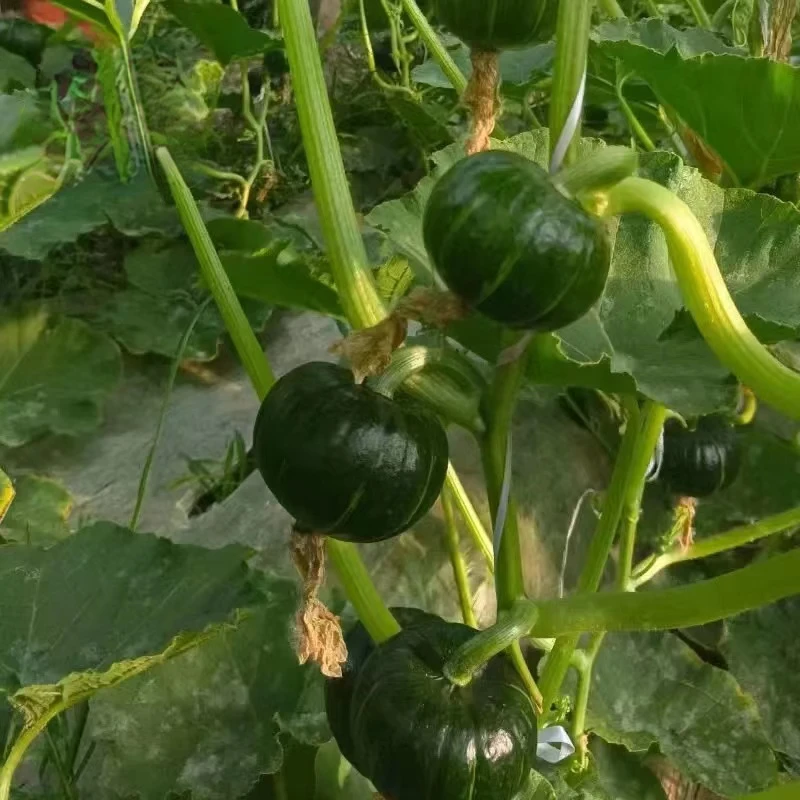 Wholesale natural produce powder waxy yellow fresh pumpkin