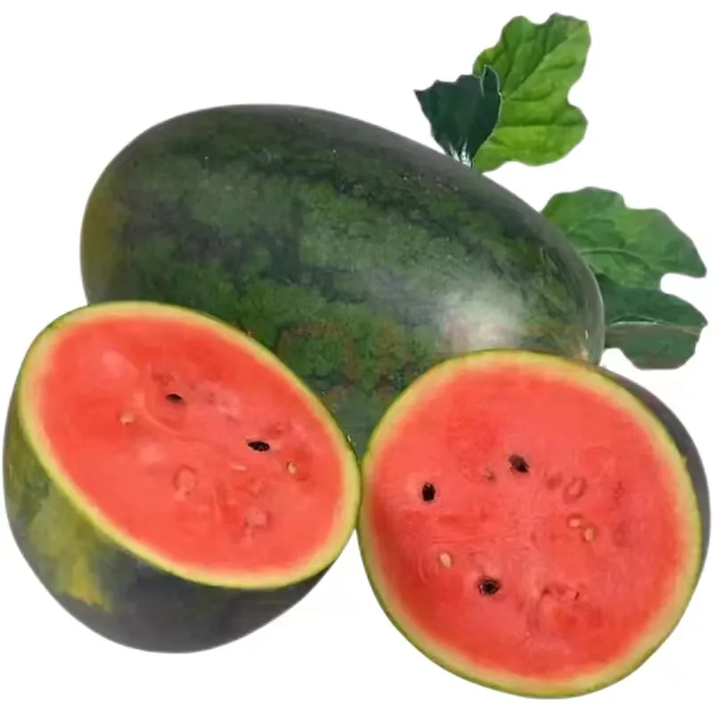 Premium Fresh Watermelon Juicy, crispy and sweet organic fresh watermelon