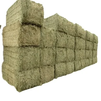 Украина Alfalfa
