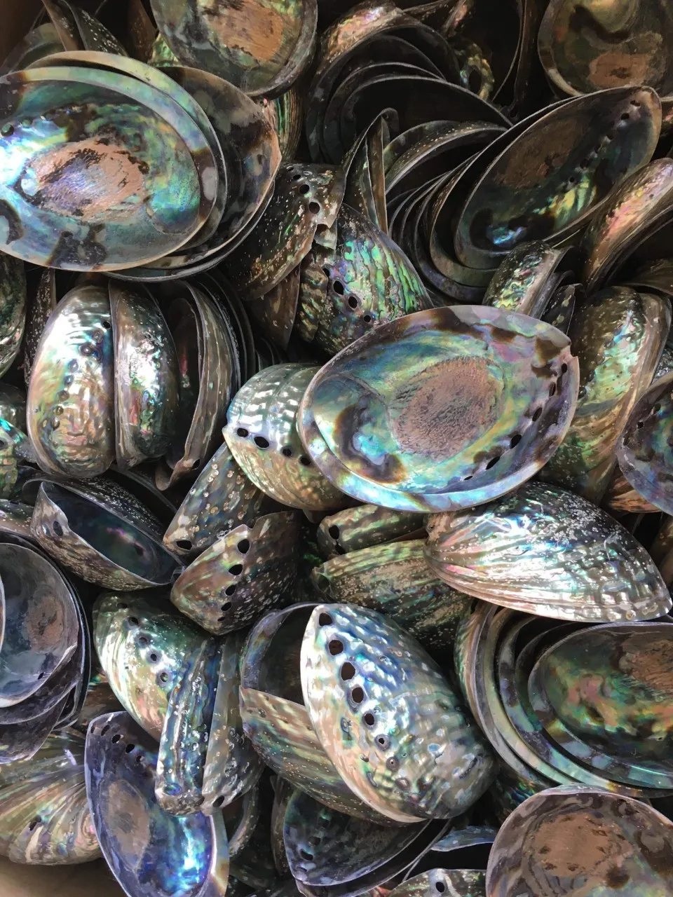 Syrinx Aruanus Shell /handicraft Seashell( 0084587176063 Whatsapp)