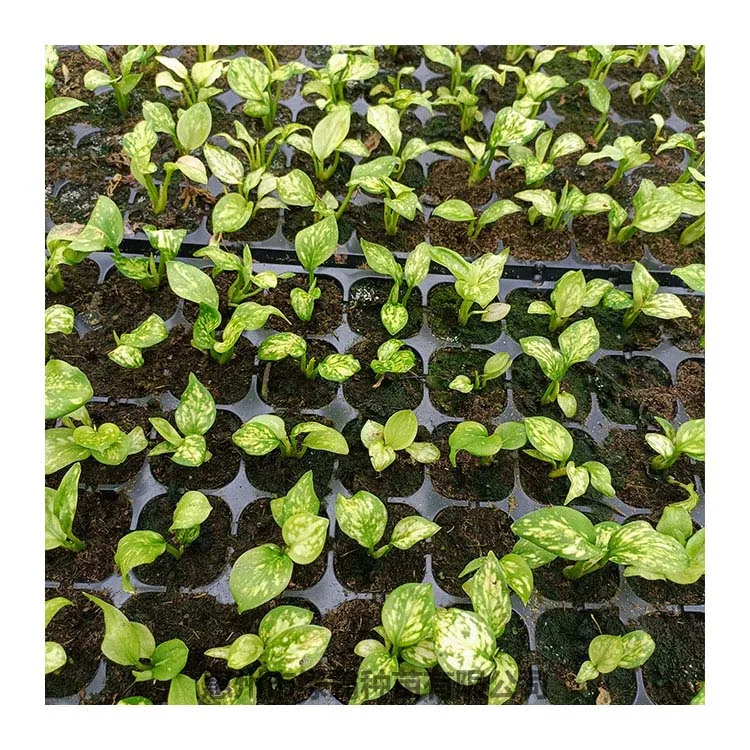 Popular Chinese Evergreen plant white Aglaonema  artificial plant bonsai