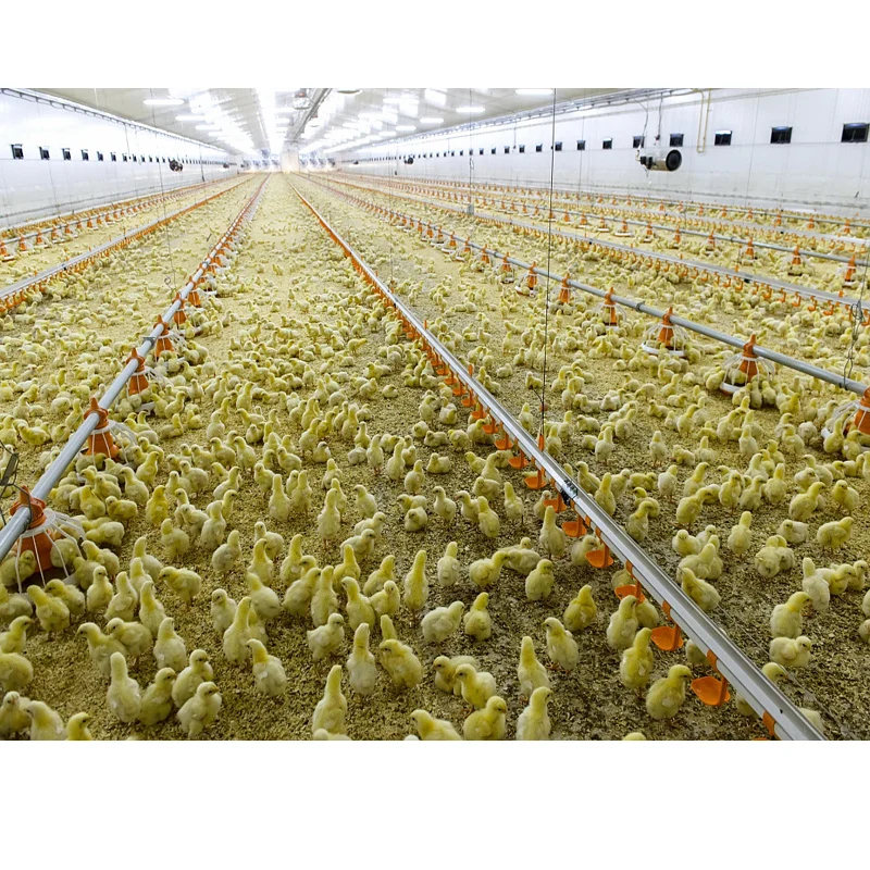 2020 automatic chicken layer egg cages for Africa poultry house