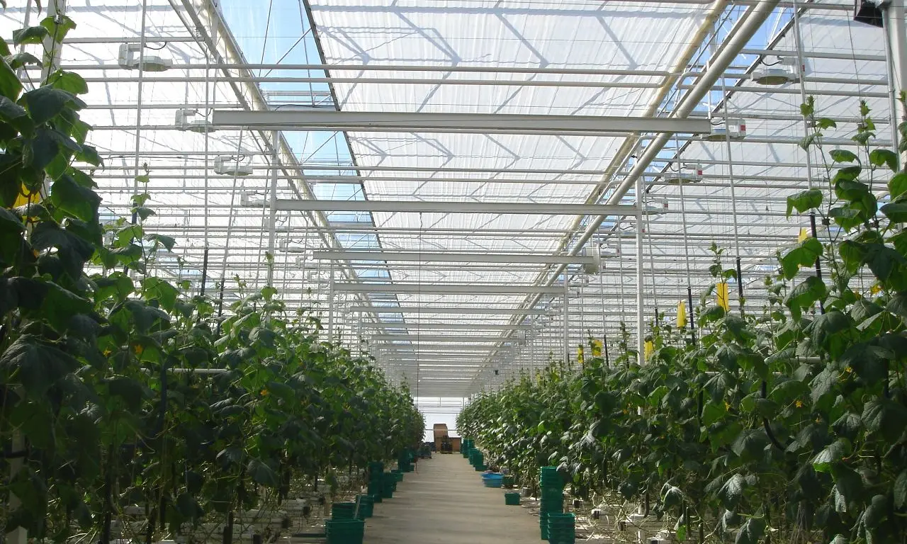 Agricultural Greenhouses And Agriculture Equipment