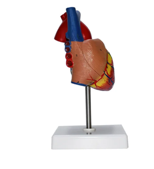 Большая Анатомия сердца модель человеческого Высококачественная тела медицинская научная